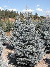 Colorado Spruce